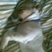 Jack russell terrier albert