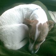 Jack russell terrier albert