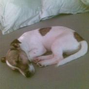 Jack russell terrier albert