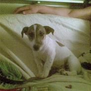 Jack russell terrier albert