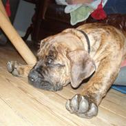 Boerboel Anasha Kalle