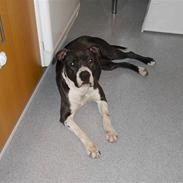 Amerikansk staffordshire terrier ***Diesel***