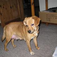 Blanding af racer Felia 