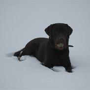 Labrador retriever Balou