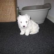 Coton de tulear Tiggo