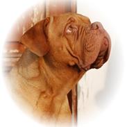 Dogue de bordeaux Násly R.I.P