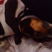 Dansk svensk gaardhund Frodo 