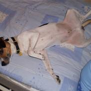 Dansk svensk gaardhund Frodo 