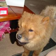 Chow chow Ballou - RIP <3