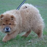 Chow chow Ballou - RIP <3