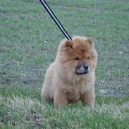 Chow chow Ballou - RIP <3