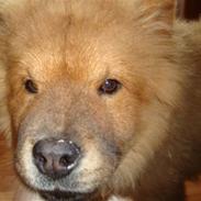 Chow chow Ballou - RIP <3