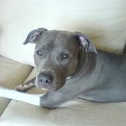 Amerikansk staffordshire terrier Safir