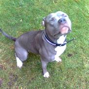 Amerikansk staffordshire terrier Safir
