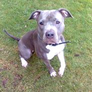 Amerikansk staffordshire terrier Safir