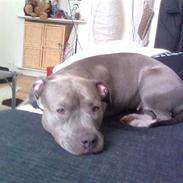 Amerikansk staffordshire terrier Safir