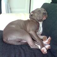 Amerikansk staffordshire terrier Safir