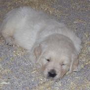 Golden retriever Max