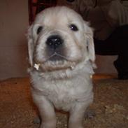 Golden retriever Max