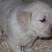 Golden retriever Max