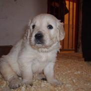 Golden retriever Max