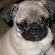 Mops Karla