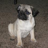 Mops Karla