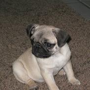 Mops Karla