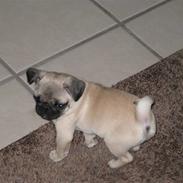 Mops Karla