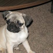 Mops Karla