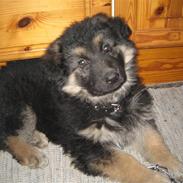 Schæferhund Besser