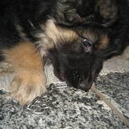 Schæferhund Besser