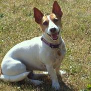 Jack russell terrier Cirkeline