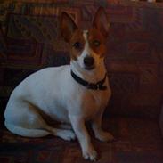 Jack russell terrier Cirkeline