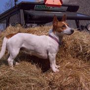 Jack russell terrier Cirkeline