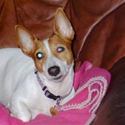 Jack russell terrier Cirkeline
