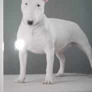 Bullterrier miniature Vine