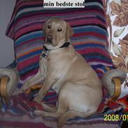 Labrador retriever Pippi