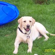 Labrador retriever Pippi