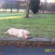 Labrador retriever Pippi