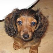 Dværggravhund Lilli