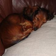Dværggravhund Lilli