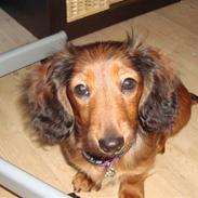 Dværggravhund Lilli