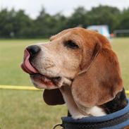 Beagle Oliver |Min Rynke|