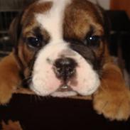 Engelsk bulldog Hannibal
