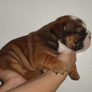 Engelsk bulldog Hannibal