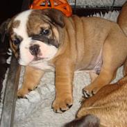 Engelsk bulldog Hannibal