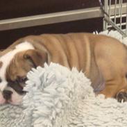 Engelsk bulldog Hannibal