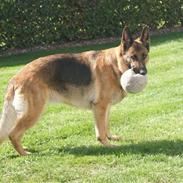 Schæferhund Slottes trendy  R.I.P