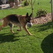 Schæferhund Slottes trendy  R.I.P